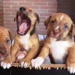 Buffering streaming lento? Ecco come risolvere il problema